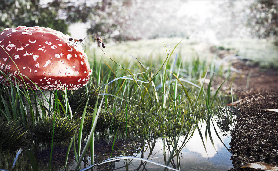 Mushroom Close Up