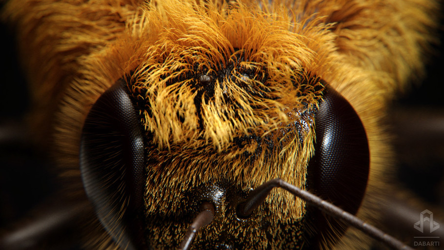 Little Bee