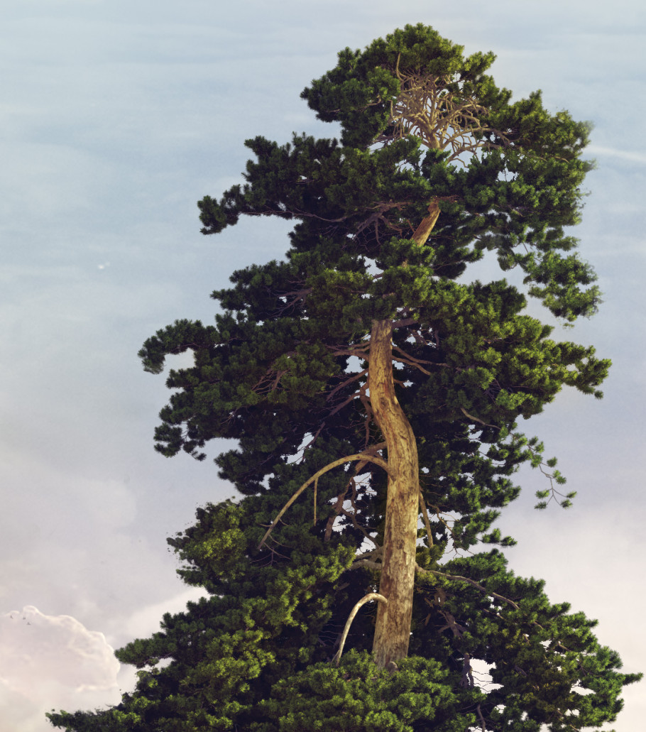 Portfolio Work