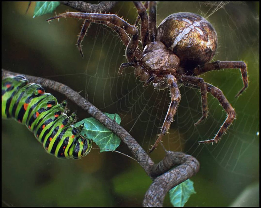 World Of Insects