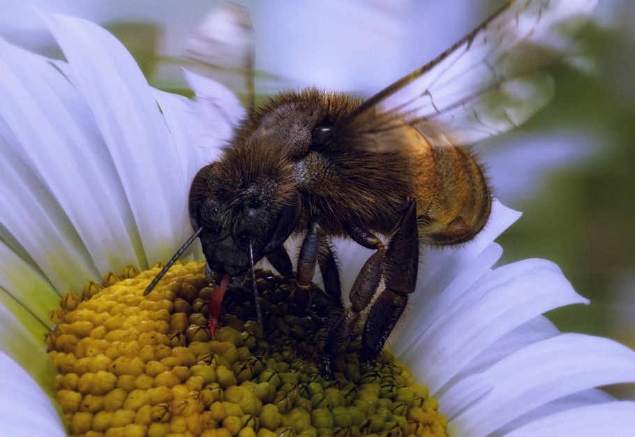 World Of Insects