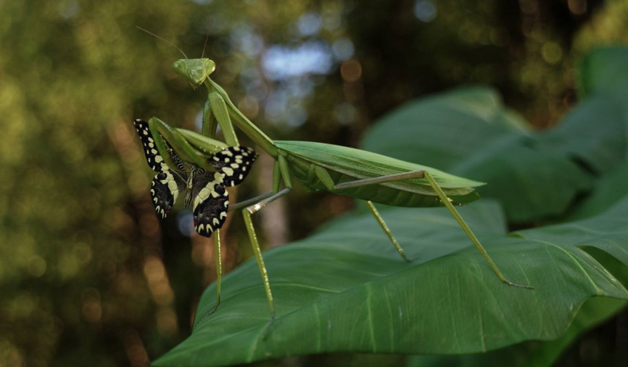 World Of Insects