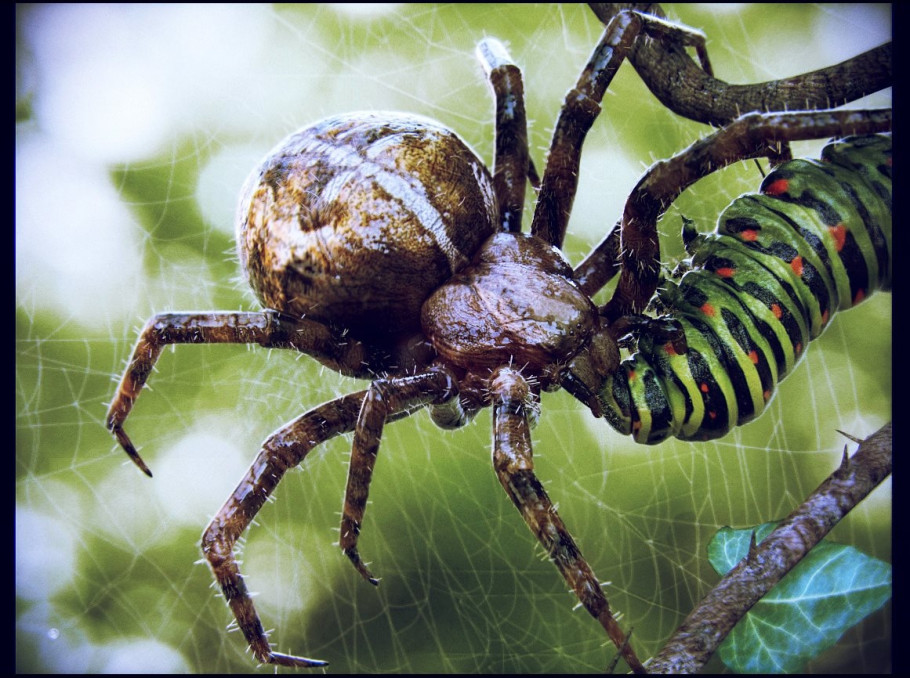 World Of Insects