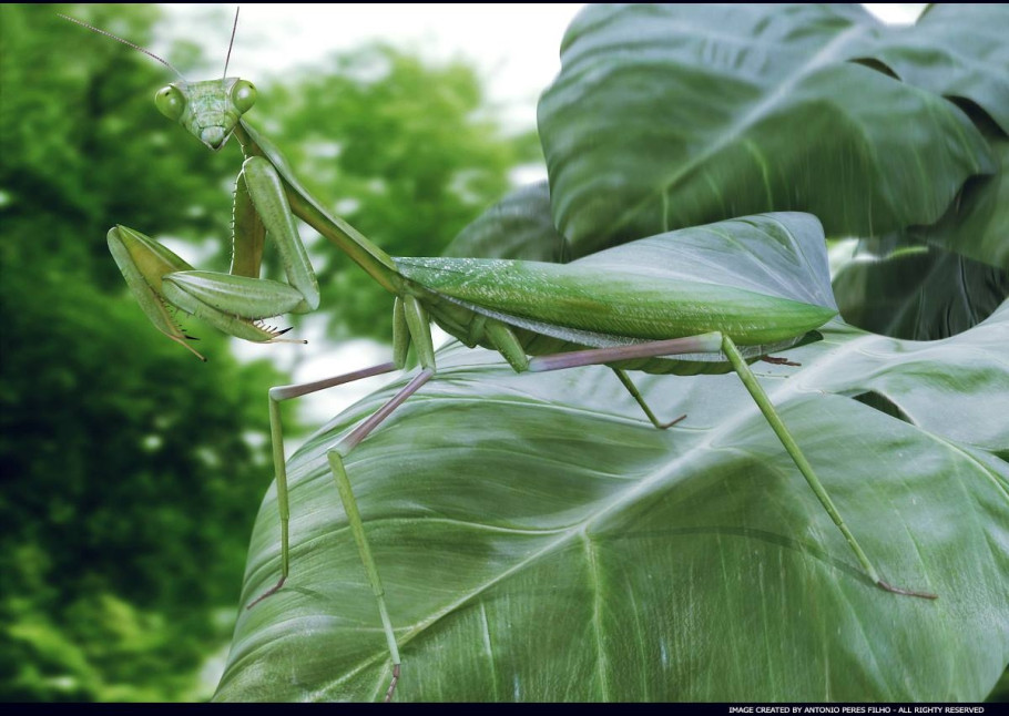 World Of Insects