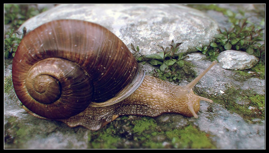 World Of Insects