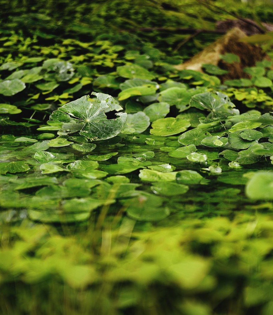 Wetland