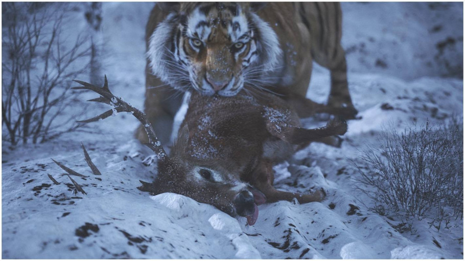 Wild Life