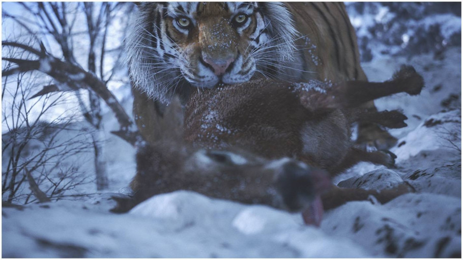 Wild Life