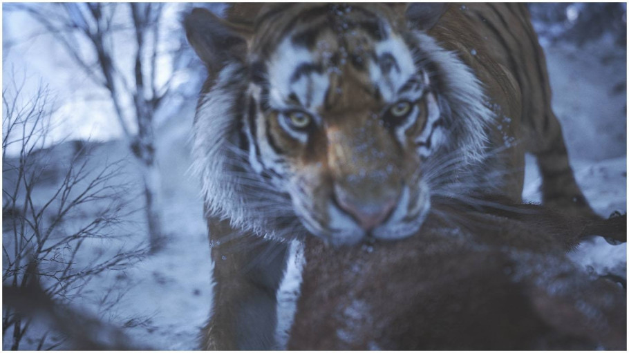 Wild Life
