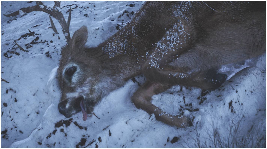 Wild Life