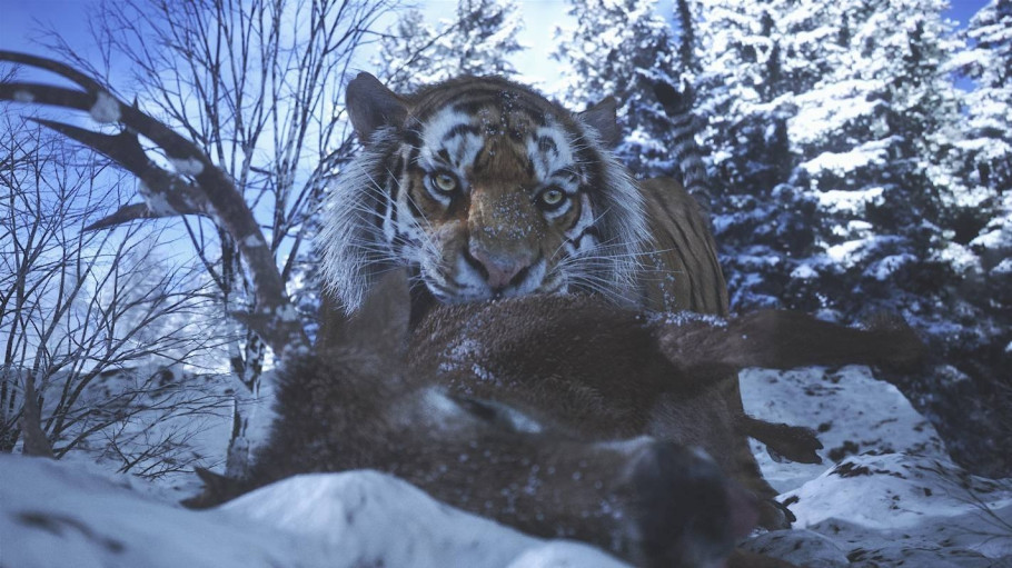 Wild Life
