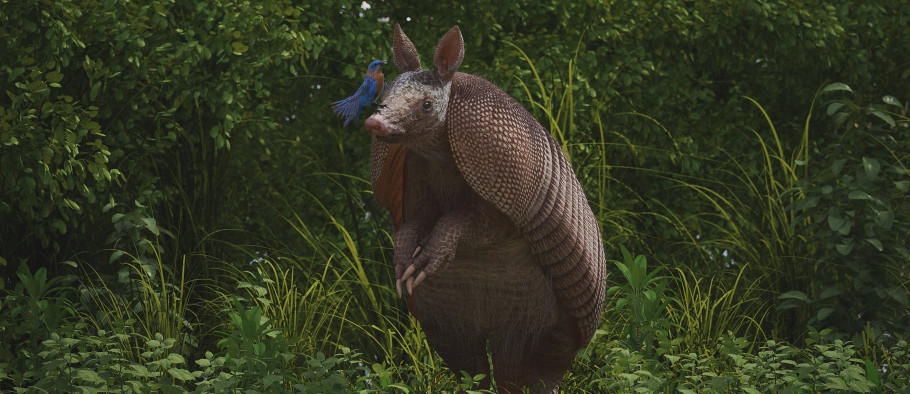 Wild Life