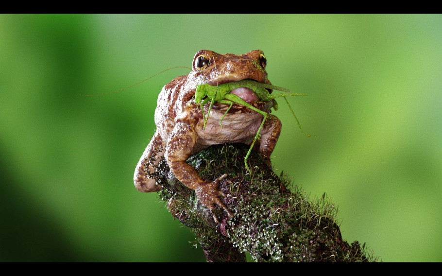 Wild Life