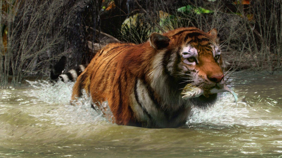 Wild Life