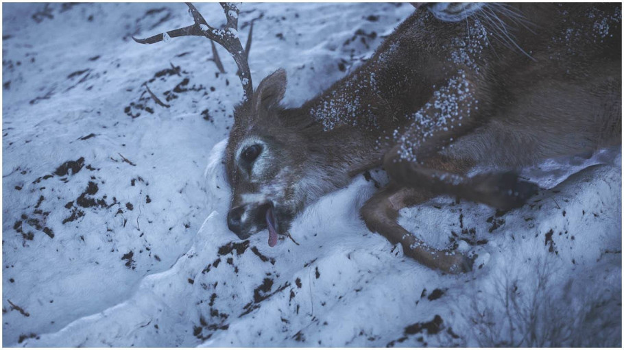 Wild Life