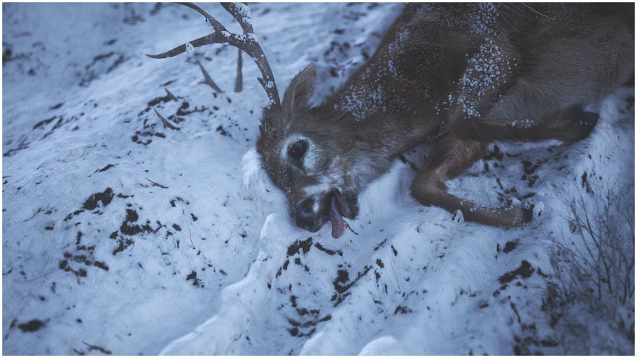 Wild Life