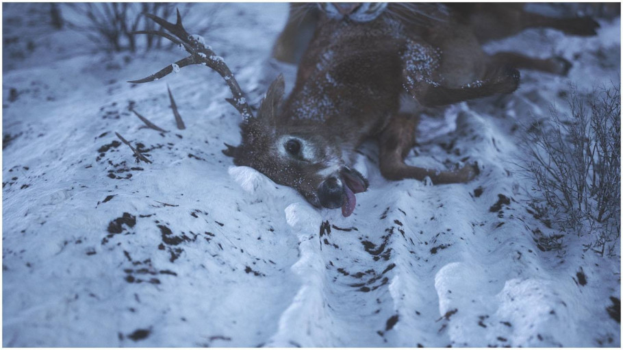 Wild Life