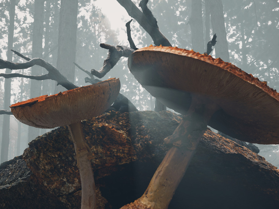 mushrooms in the fores