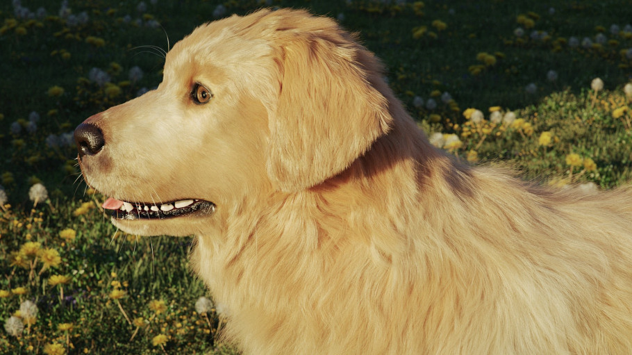 Grooming For Dog