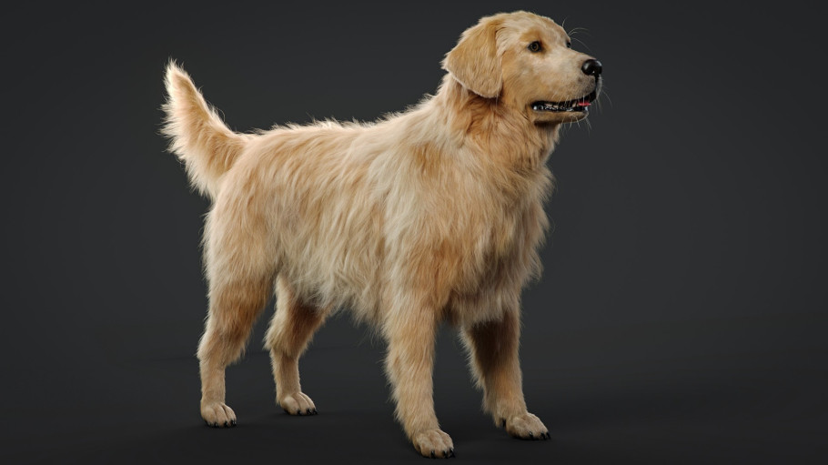Grooming For Dog