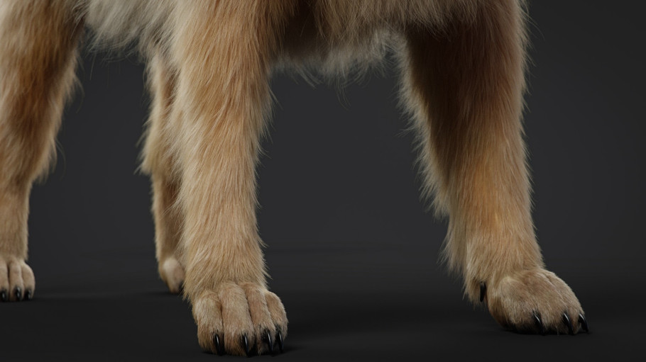 Grooming For Dog