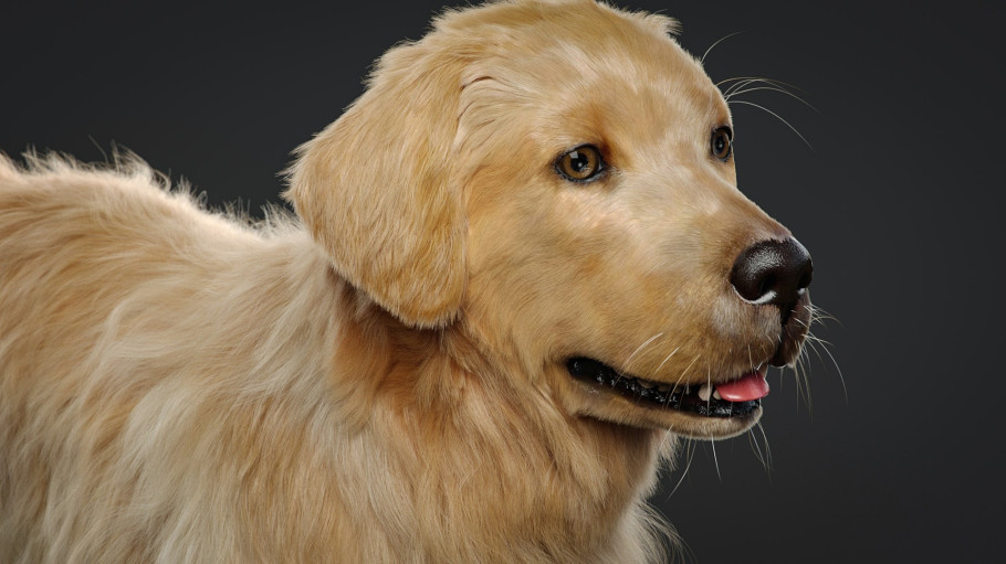 Grooming For Dog