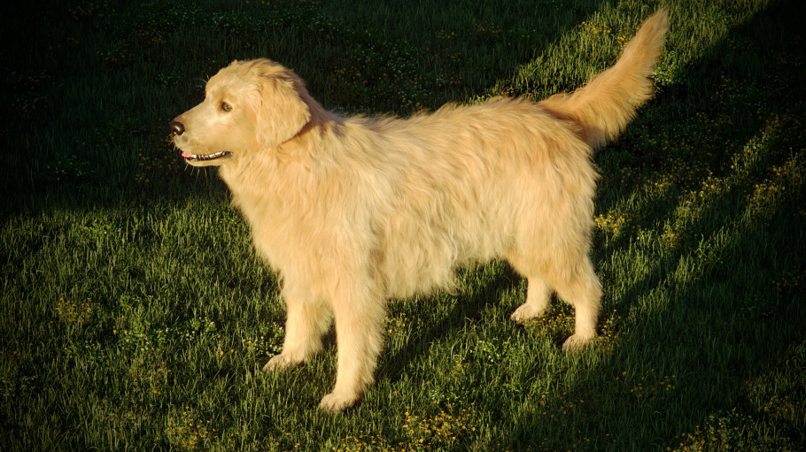 Grooming For Dog
