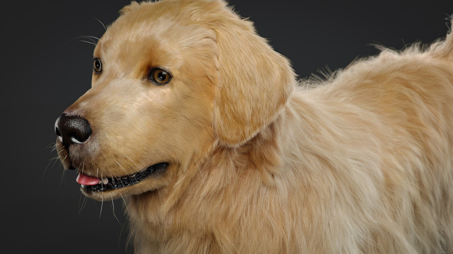 Grooming For Dog