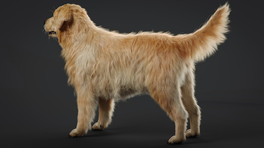 Grooming For Dog