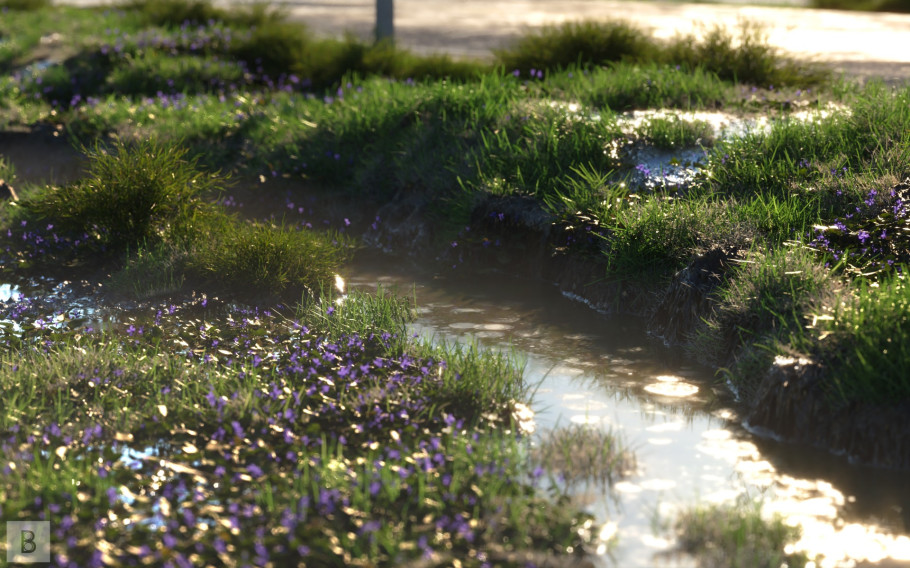 The Rice Field