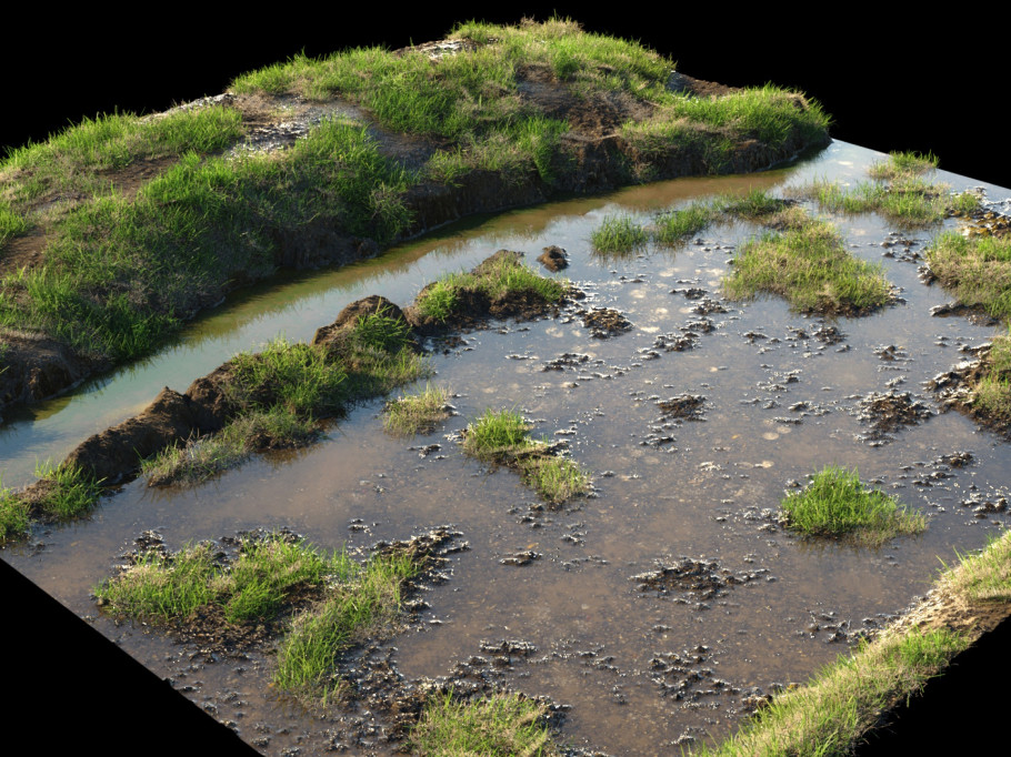 The Rice Field