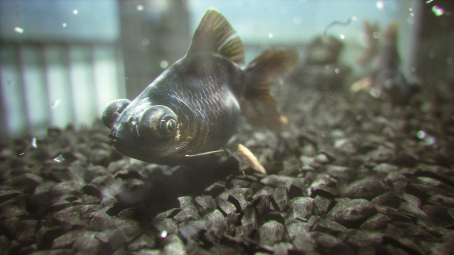 Black goldfish