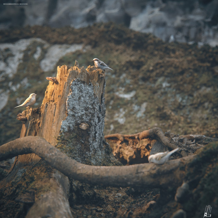 Teeny-Weeny Sparrows