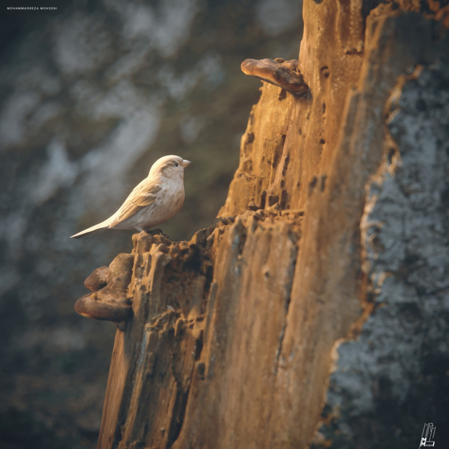 Teeny-Weeny Sparrows