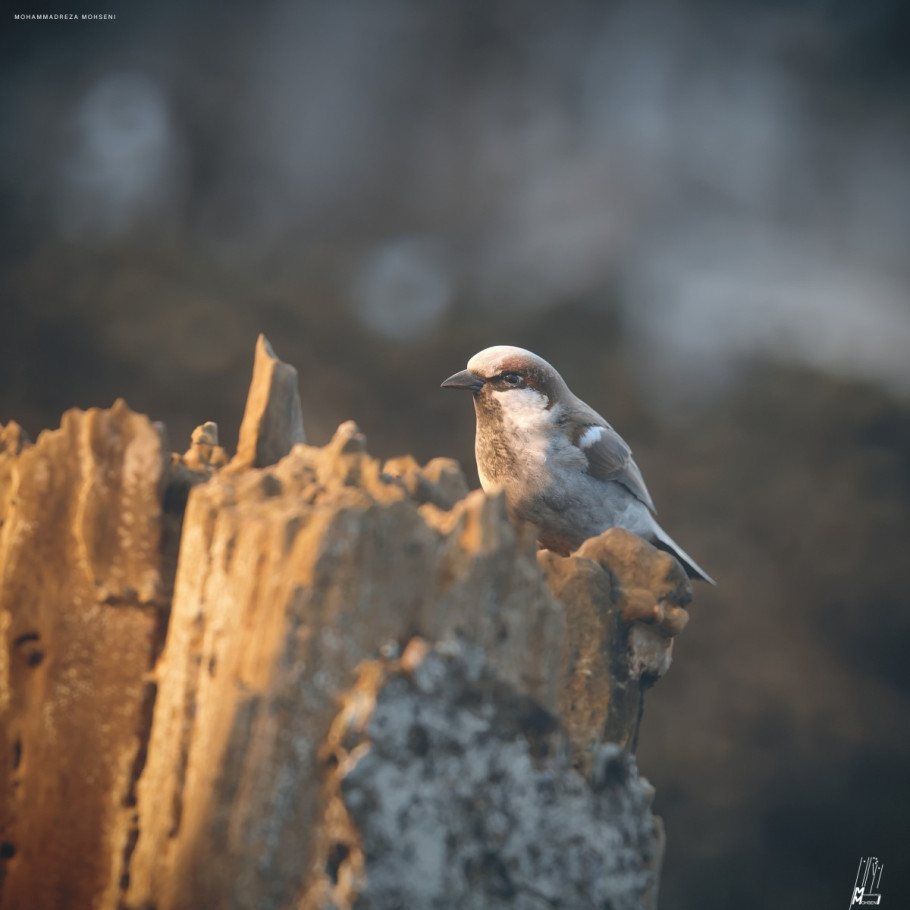 Teeny-Weeny Sparrows