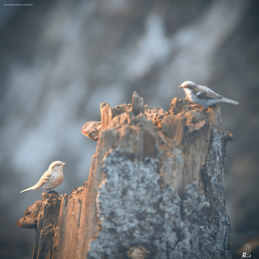 Teeny-Weeny Sparrows