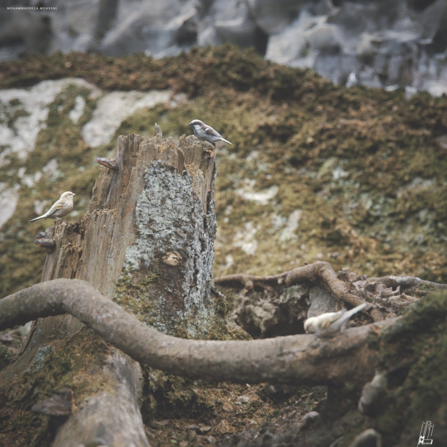 Teeny-Weeny Sparrows