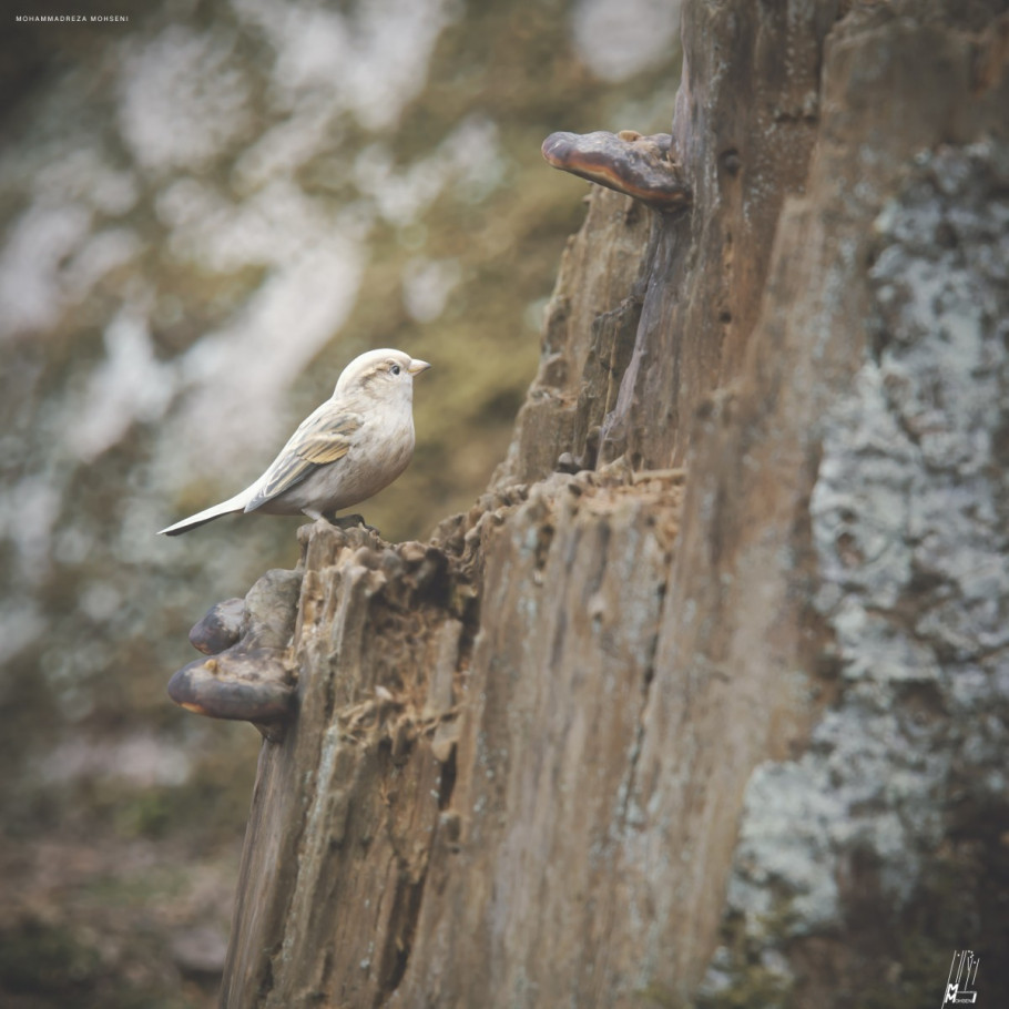 Teeny-Weeny Sparrows