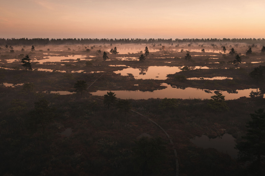 Estonian Bog