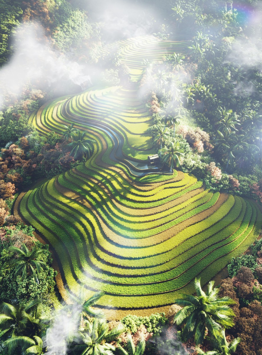 Rice Terraces Vietnam