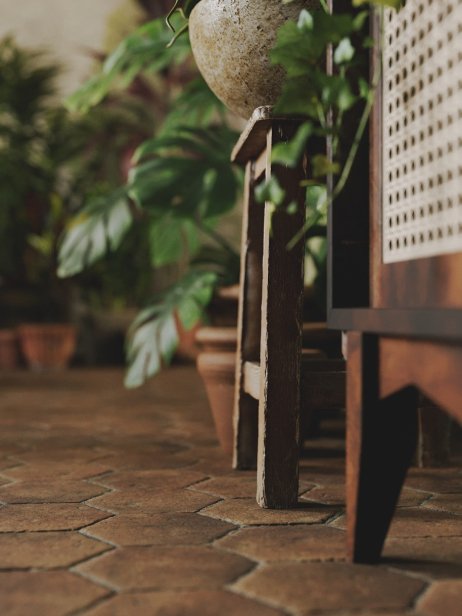Houseplant Delight