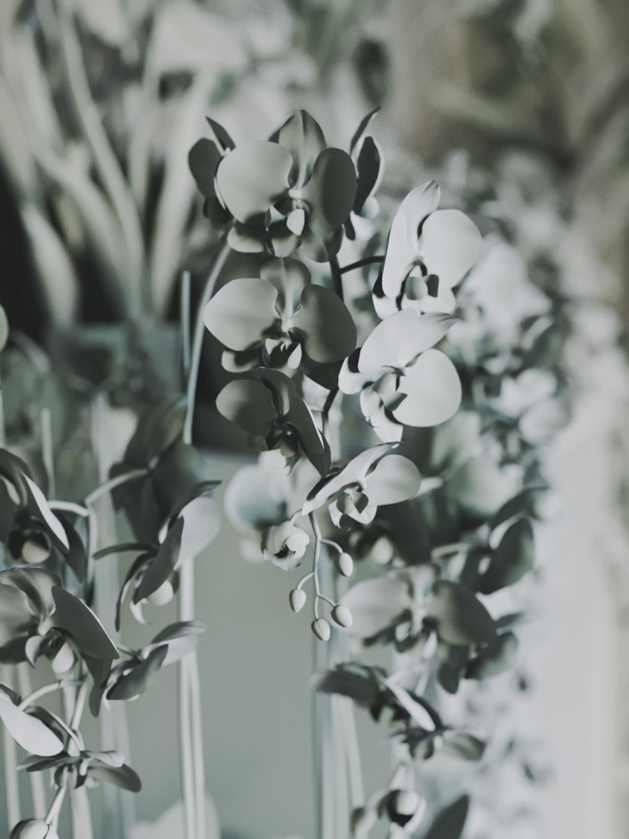 Houseplant Delight