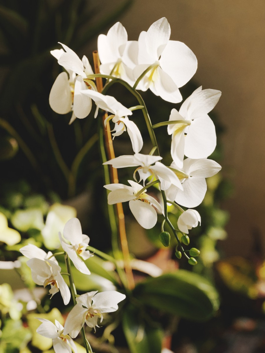 Houseplant Delight