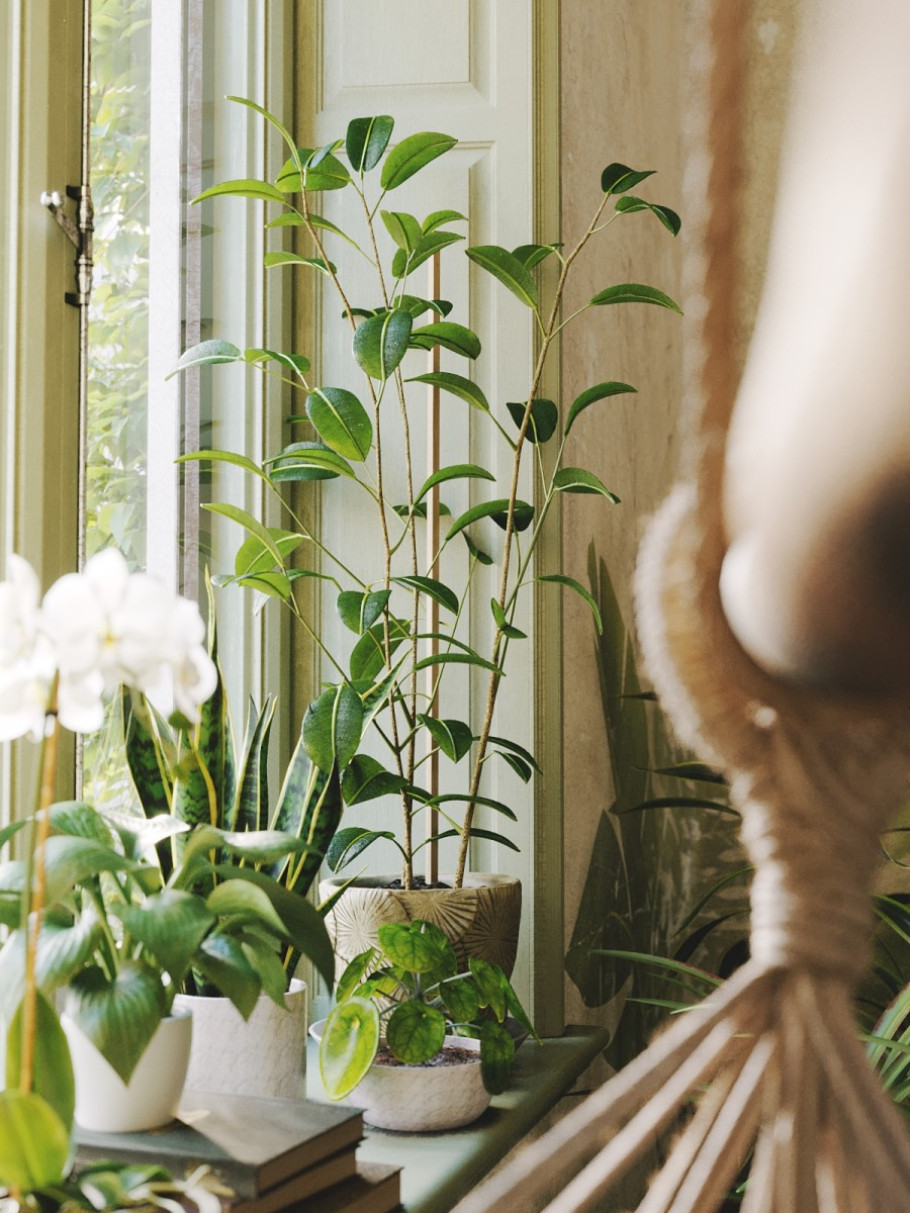 Houseplant Delight