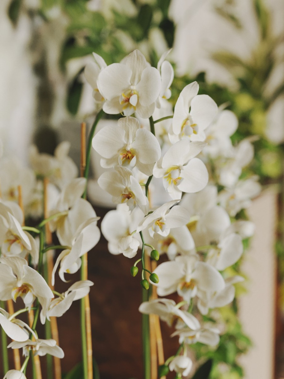 Houseplant Delight