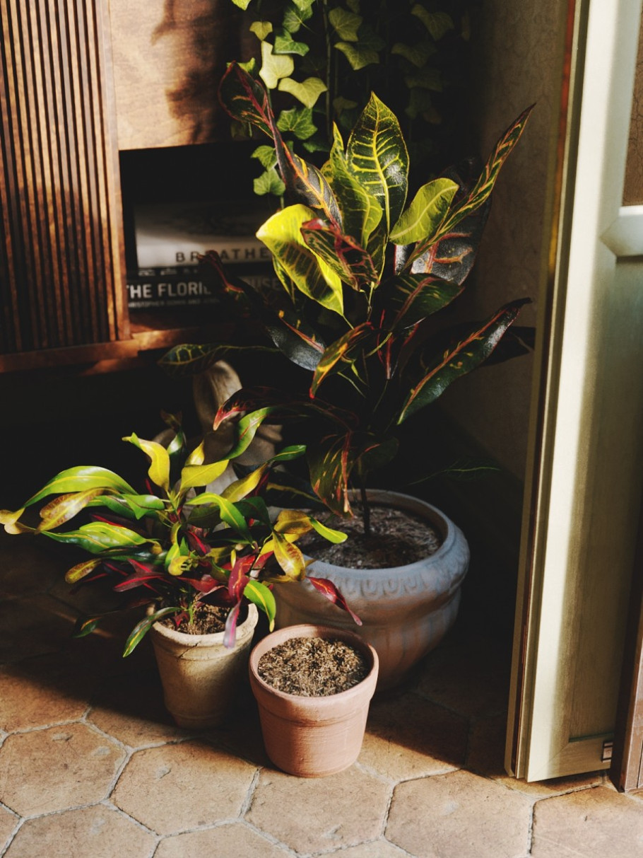 Houseplant Delight