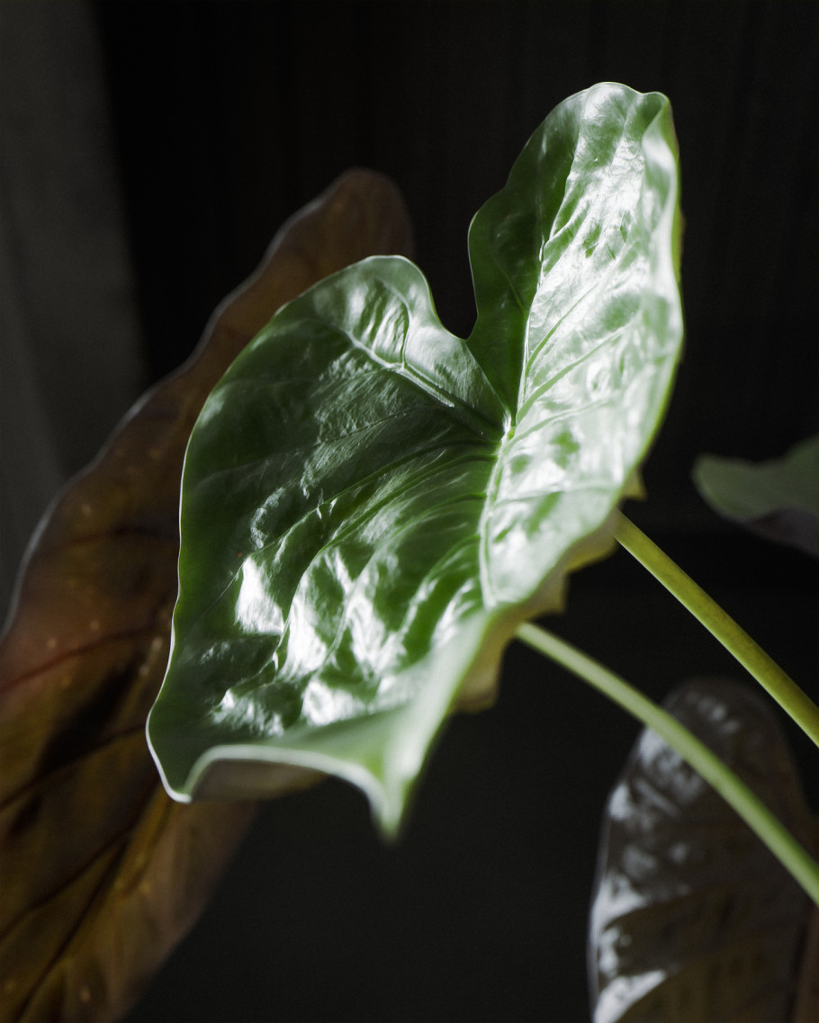 Alocasia transplanting