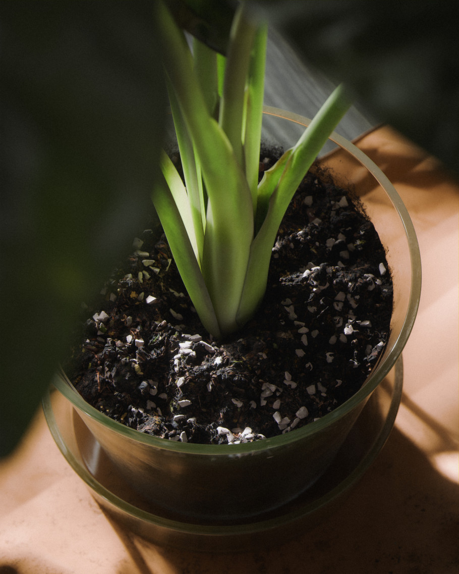 Alocasia transplanting