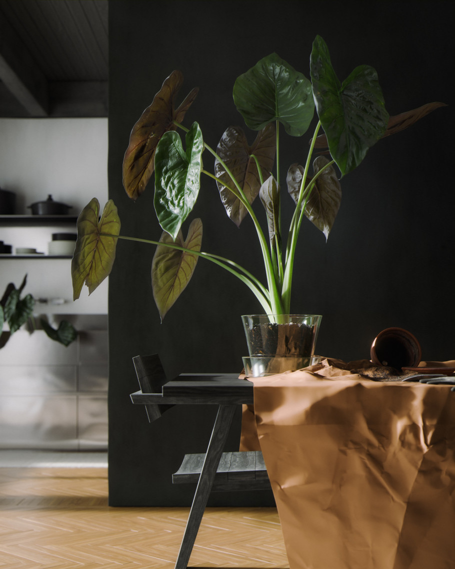 Alocasia transplanting