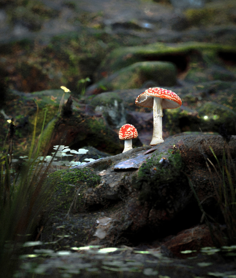 Glimpses in the forest